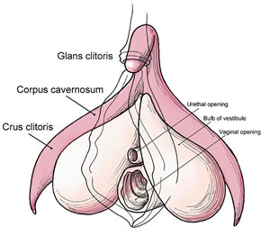 Amirian recommends best of Free dads sperm in daughters com enlargement Steroids of clitoris and